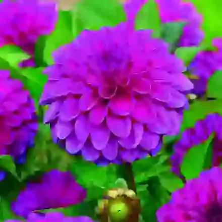 Purple Fox